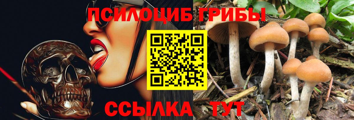 Псилоцибиновые грибы Psilocybe  Вход с VPN  Белебей 